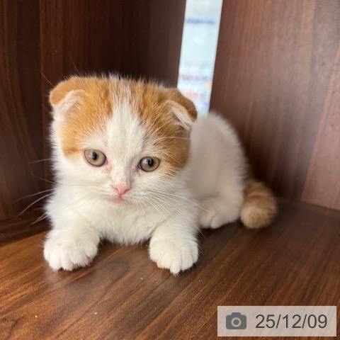 スコティッシュフォールドの写真