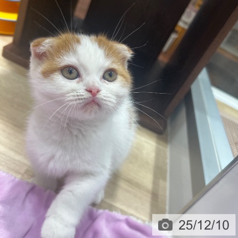 大阪府のスコティッシュフォールド (ペットプラス 四條畷店/2025年10月2日生まれ/男の子/レッドタビーホワイト)の子猫の4枚目の画像