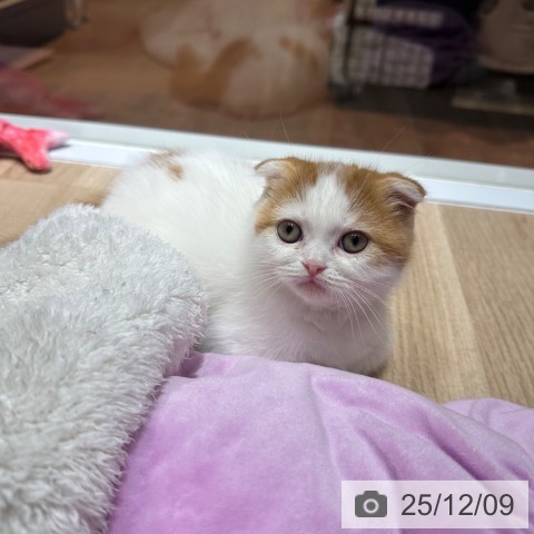 スコティッシュフォールドの写真