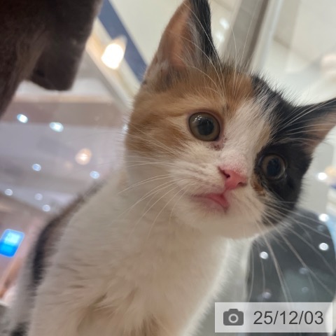 スコティッシュフォールドの写真