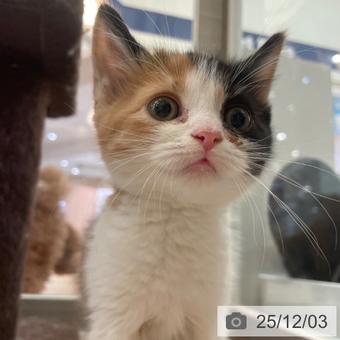 スコティッシュフォールドの写真