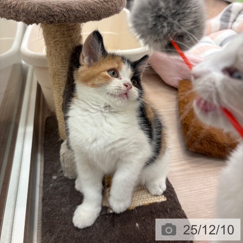 大阪府のスコティッシュフォールド (ペットプラス 大阪ドームシティ店/2025年10月2日生まれ/女の子/ブラウンパッチドタビーホワイト)の子猫の4枚目の画像