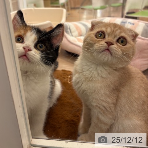 大阪府のスコティッシュフォールド (ペットプラス 大阪ドームシティ店/2025年10月2日生まれ/女の子/ブラウンパッチドタビーホワイト)の子猫の4枚目の画像