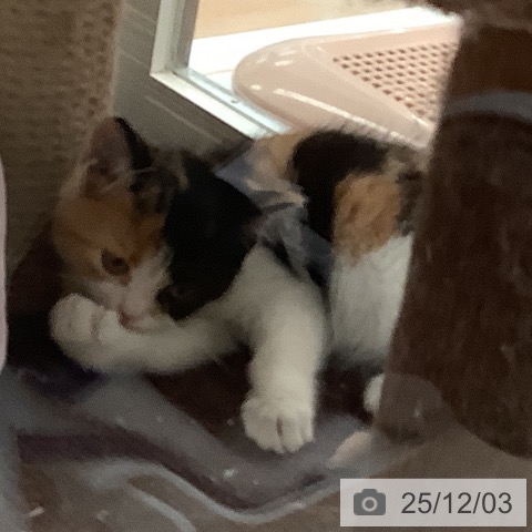 スコティッシュフォールドの写真