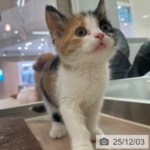 スコティッシュフォールドの写真