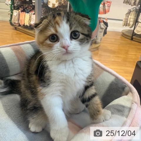 京都府のスコティッシュフォールド (ペットプラス イオンモールKYOTO店/2025年10月2日生まれ/女の子/ブラウンパッチドタビーホワイト)の子猫の4枚目の画像