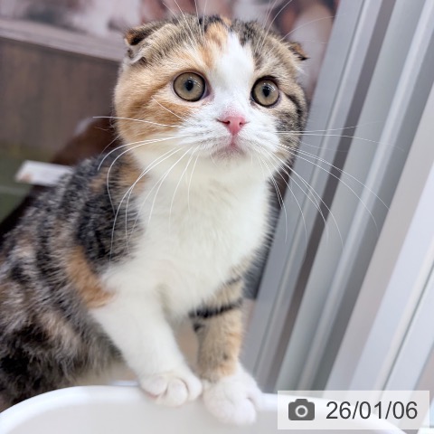 京都府のスコティッシュフォールド (ペットプラス 京都桂川店/2025年10月2日生まれ/女の子/ブラウンパッチドタビーホワイト)の子猫の4枚目の画像