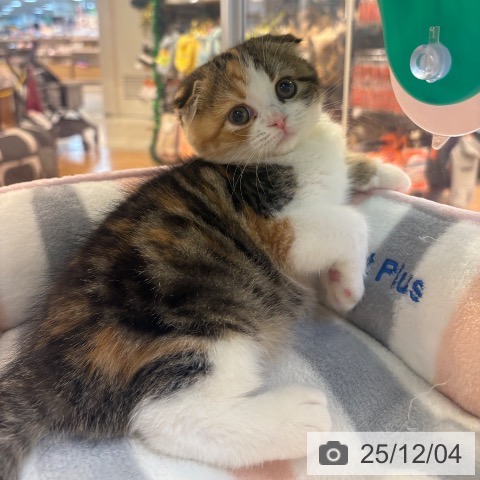 京都府のスコティッシュフォールド (ペットプラス イオンモールKYOTO店/2025年10月2日生まれ/女の子/ブラウンパッチドタビーホワイト)の子猫の3枚目の画像