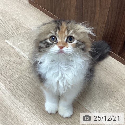 新潟県のスコティッシュフォールド (ペットプラス 新潟南店/2025年10月2日生まれ/女の子/ブラウンパッチドタビーホワイト)の子猫の4枚目の画像