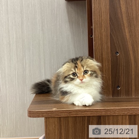 新潟県のスコティッシュフォールド (ペットプラス 新潟南店/2025年10月2日生まれ/女の子/ブラウンパッチドタビーホワイト)の子猫の3枚目の画像