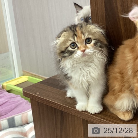 新潟県のスコティッシュフォールド (ペットプラス 新潟南店/2025年10月2日生まれ/女の子/ブラウンパッチドタビーホワイト)の子猫の3枚目の画像