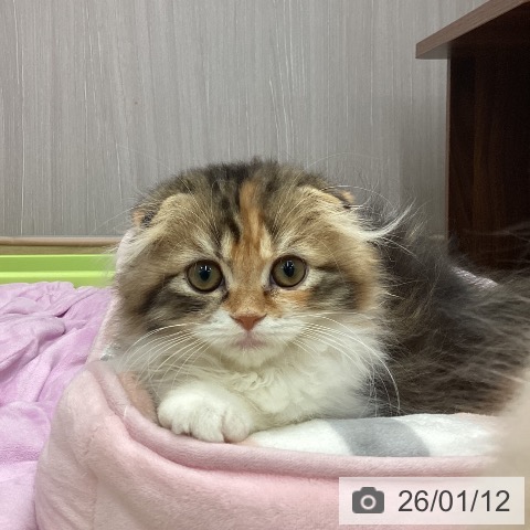 新潟県のスコティッシュフォールド (ペットプラス 新潟南店/2025年10月2日生まれ/女の子/ブラウンパッチドタビーホワイト)の子猫の3枚目の画像