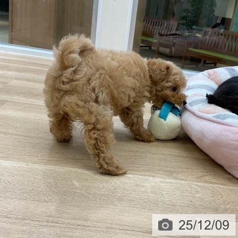 愛知県のトイプードル(トイ) (ペットプラス mozoワンダーシティ店/2025年10月3日生まれ/女の子/アプリコット)の子犬の4枚目の画像