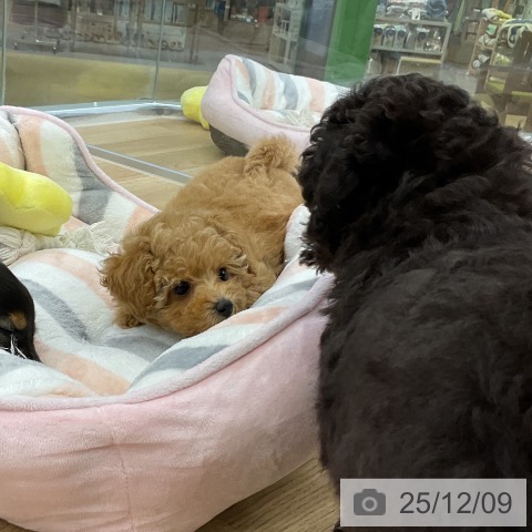 愛知県のトイプードル(トイ) (ペットプラス mozoワンダーシティ店/2025年10月3日生まれ/女の子/アプリコット)の子犬の3枚目の画像