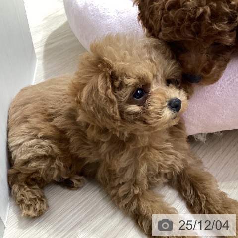 トイ・プードルの写真