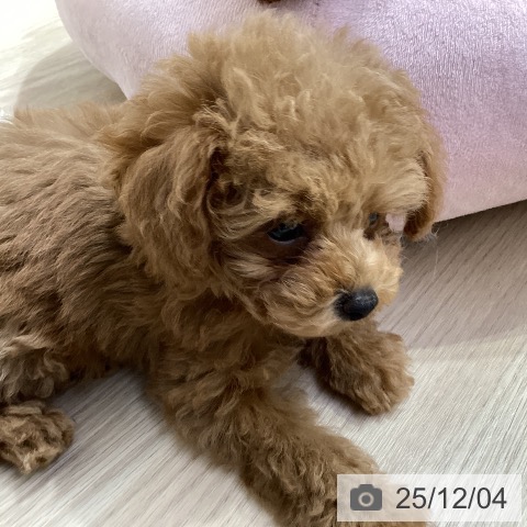 トイ・プードルの写真