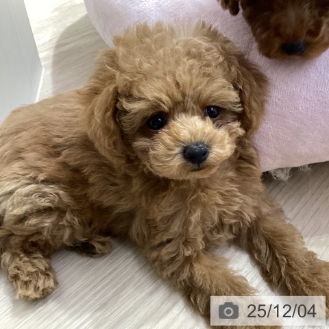 トイ・プードルの写真