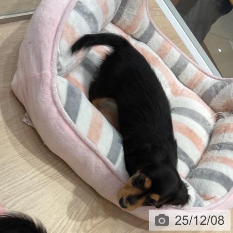 愛知県のミニチュアダックスフンド(ロング) (ペットプラス イオンモール長久手店/2025年10月3日生まれ/女の子/ブラックタン)の子犬の4枚目の画像