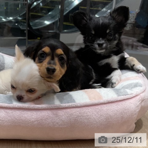 愛知県のミニチュアダックスフンド(ロング) (ペットプラス イオンモール長久手店/2025年10月3日生まれ/女の子/ブラックタン)の子犬の3枚目の画像