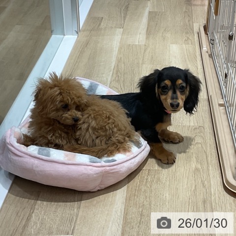 愛知県のミニチュアダックスフンド(ロング) (ペットプラス 上飯田店/2025年10月3日生まれ/女の子/ブラックタン)の子犬の3枚目の画像