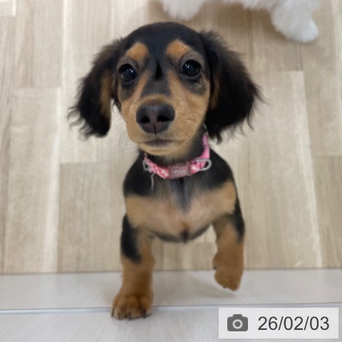 愛知県のミニチュアダックスフンド(ロング) (ペットプラス 上飯田店/2025年10月3日生まれ/女の子/ブラックタン)の子犬の3枚目の画像