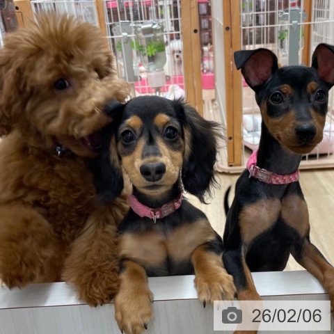 愛知県のミニチュアダックスフンド(ロング) (ペットプラス 上飯田店/2025年10月3日生まれ/女の子/ブラックタン)の子犬の4枚目の画像