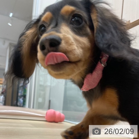 愛知県のミニチュアダックスフンド(ロング) (ペットプラス 上飯田店/2025年10月3日生まれ/女の子/ブラックタン)の子犬の3枚目の画像