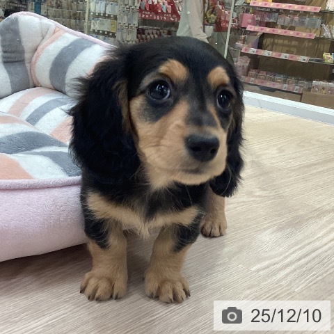 愛知県のミニチュアダックスフンド(ロング) (ペットプラス 豊田店/2025年10月3日生まれ/女の子/ブラックタン)の子犬の4枚目の画像