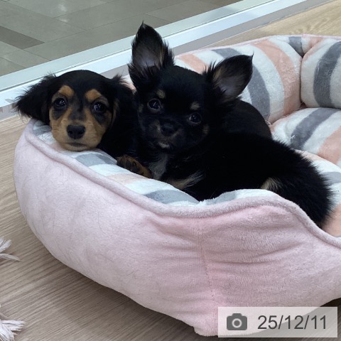 愛知県のミニチュアダックスフンド(ロング) (ペットプラス 豊田店/2025年10月3日生まれ/女の子/ブラックタン)の子犬の3枚目の画像