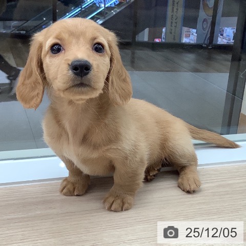 ミニチュア・ダックスフンドの写真