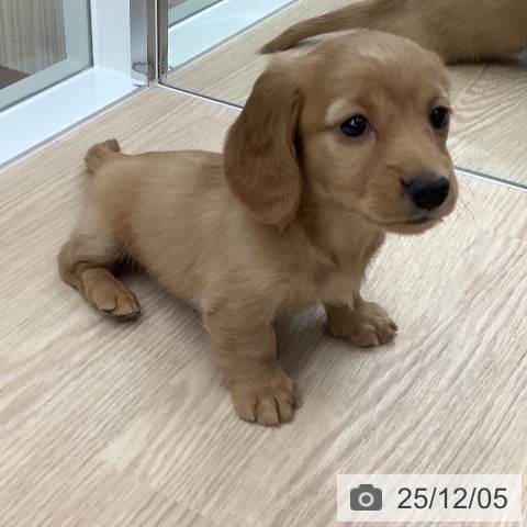 ミニチュア・ダックスフンドの写真