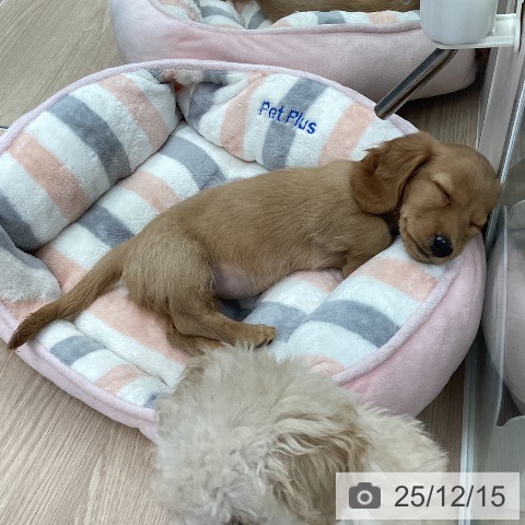 石川県のミニチュアダックスフンド(ロング) (ペットプラス 白山店/2025年10月3日生まれ/女の子/ゴールド)の子犬の3枚目の画像