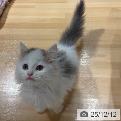 奈良県のスコティッシュフォールド (ペットプラス 大和郡山店/2025年9月28日生まれ/男の子/ブルータビーホワイト)の子猫の4枚目の画像