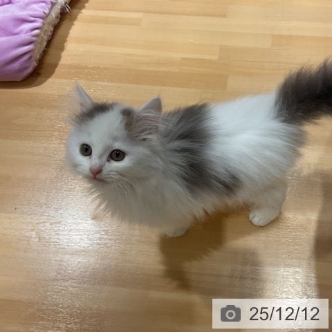 奈良県のスコティッシュフォールド (ペットプラス 大和郡山店/2025年9月28日生まれ/男の子/ブルータビーホワイト)の子猫の3枚目の画像