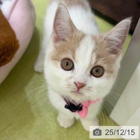 京都府のスコティッシュフォールド (ペットプラス 京都桂川店/2025年9月18日生まれ/女の子/クリームタビーホワイト)の子猫の4枚目の画像