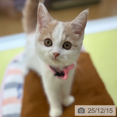 京都府のスコティッシュフォールド (ペットプラス 京都桂川店/2025年9月18日生まれ/女の子/クリームタビーホワイト)の子猫の3枚目の画像