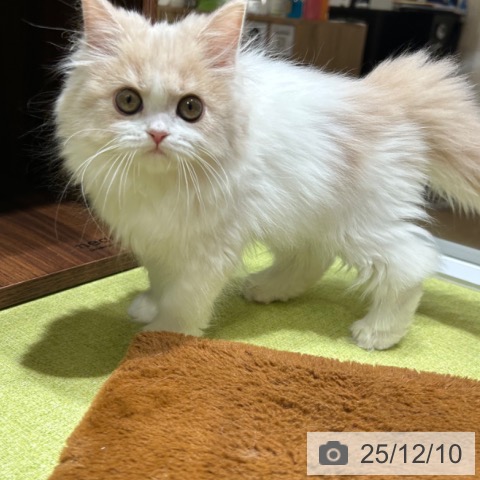 京都府のスコティッシュフォールド (ペットプラス 京都桂川店/2025年9月18日生まれ/女の子/クリームタビーホワイト)の子猫の4枚目の画像