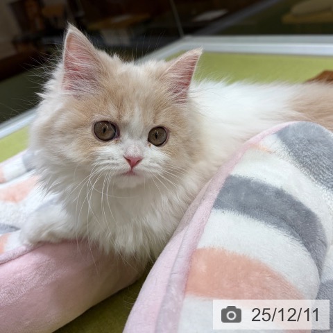 京都府のスコティッシュフォールド (ペットプラス 京都桂川店/2025年9月18日生まれ/女の子/クリームタビーホワイト)の子猫の3枚目の画像