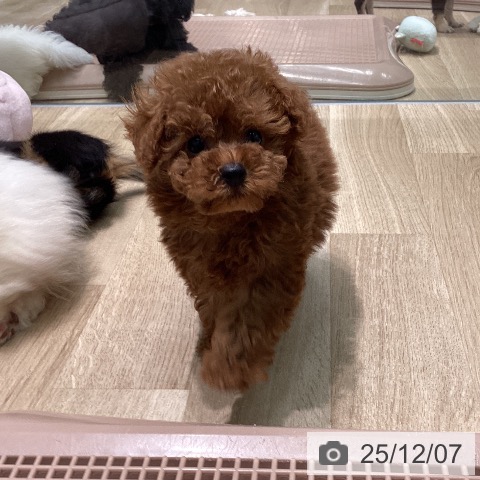 トイ・プードルの写真