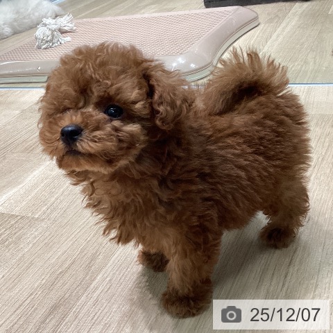 トイ・プードルの写真