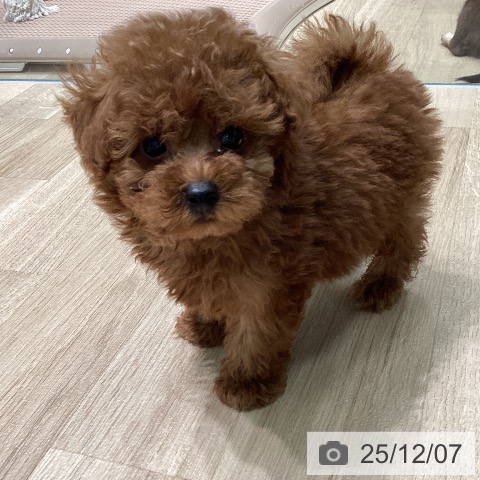 トイ・プードルの写真