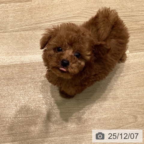 トイ・プードルの写真