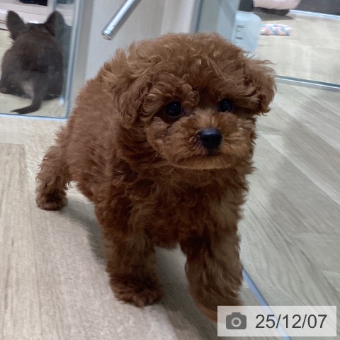 トイ・プードルの写真