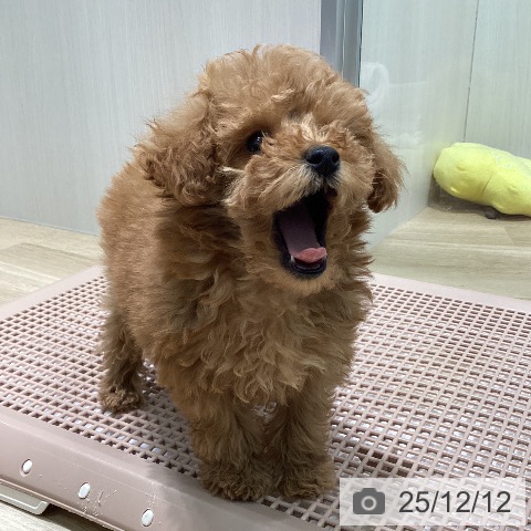 トイ・プードルの写真