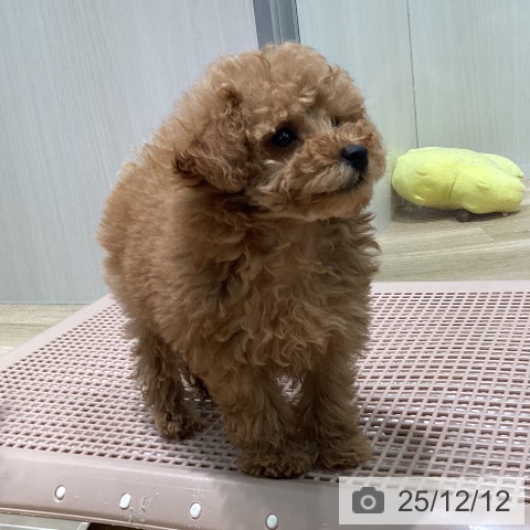 トイ・プードルの写真