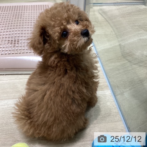 トイ・プードルの写真