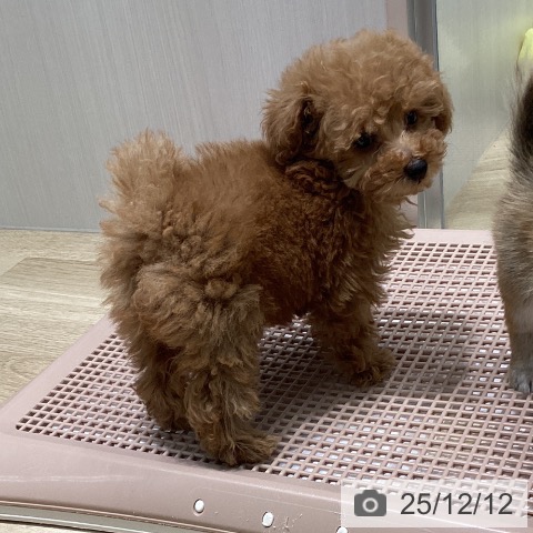 トイ・プードルの写真