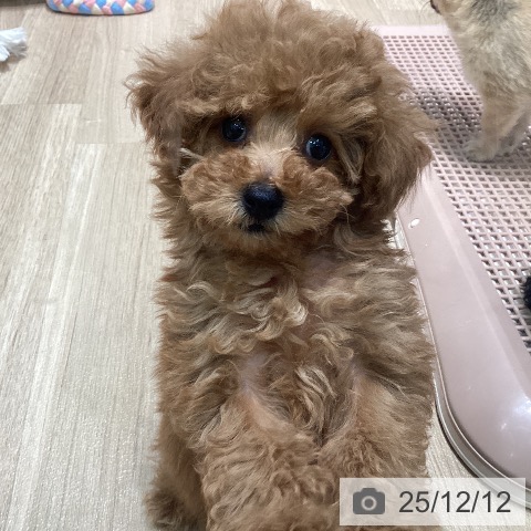 トイ・プードルの写真