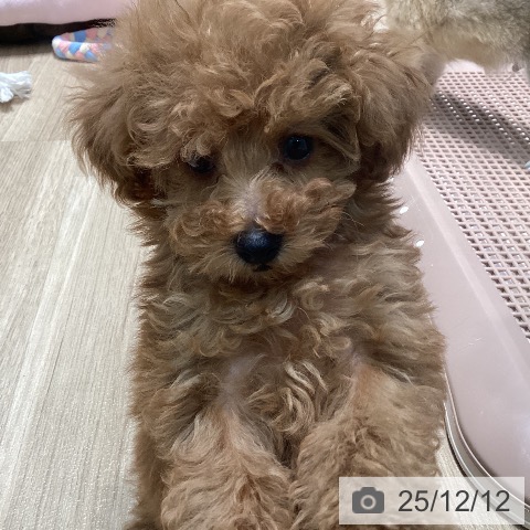 トイ・プードルの写真