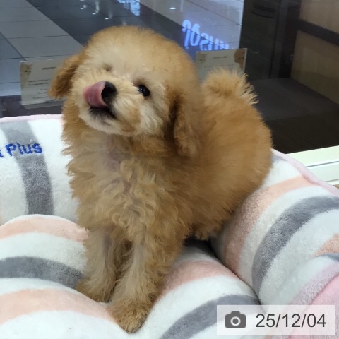 トイ・プードルの写真